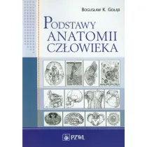 Podstawy anatomii cz�owieka