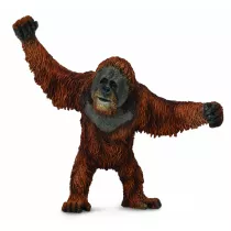 Orangutan