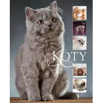 Koty