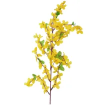 Forsycja