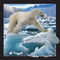 Worth Keeping Magnes 3D Niedwied Polarny w skoku