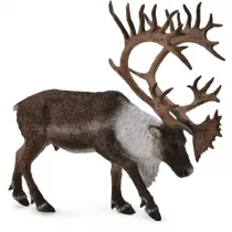 Renifer Woodland Caribou