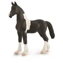 �rebi� Barcock Pinto