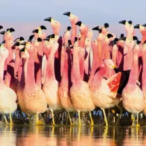 Museums & Galleries Karnet kwadrat z kopert� Andean Flamingoes