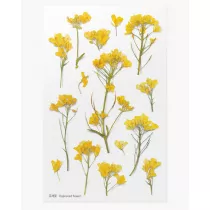 Appree Naklejki ozdobne kwiaty: Rzepak