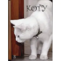 Koty (OT)