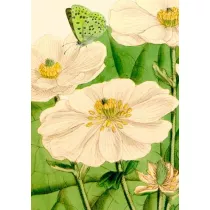 Madame Treacle Karnet B6 z kopert� Kwiaty i motyl