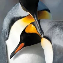 Museums & Galleries Karnet kwadrat z kopert� King Penguins