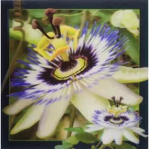 Pocztwka 3D Passiflora