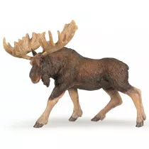 �o�