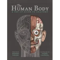 The Human Body. A Pop-Up Guide to Anatomy wer. angielska