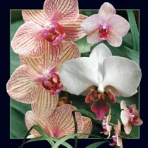 Worth Keeping Magnes 3D Orchidea