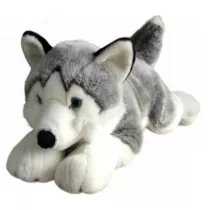 Husky 62cm Dubi