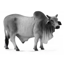 Byk brahman