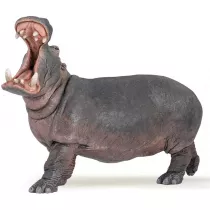 Hipopotam