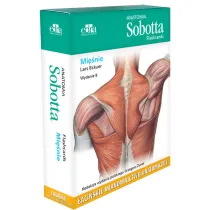 Anatomia Sobotta Flashcards. Mi�nie. �aci�skie mianownictwo anatomiczne