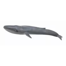 Blue Whale