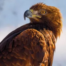 Museums & Galleries Karnet kwadrat z kopert� Golden Eagle