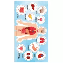Ranok-Creative Naklejki Anatomia czowieka