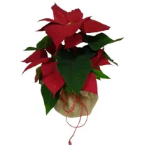 Juta os�onka 50cm