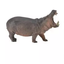 Hipopotam
