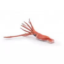 Ka�amarnica olbrzymia