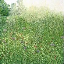 Susan Entwistle Karnet z kopert� Trawy Harlow Carr