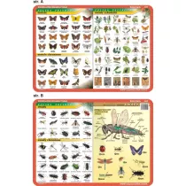 Visual System Podkadka edukacyjna. Motyle, owady, anatomia