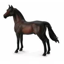 Ko Morgan Stallion - Bay