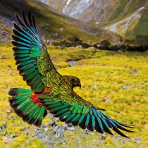Museums & Galleries Karnet kwadrat z kopert� Alpine Parrot