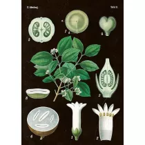 Skona Ting Karnet ST269 B6 + koperta Amelanchier