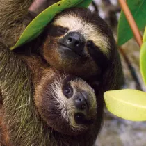 Museums & Galleries Karnet kwadrat z kopert� Three-toed Pygmy Sloth