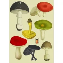 Madame Treacle Karnet B6 z kopert� Grzyby