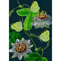 Madame Treacle Karnet B6 z kopert� Passiflora noc�