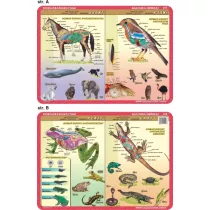 Visual System Podkadka edukacyjna. Anatomia. Ssaki, ptaki, pazy