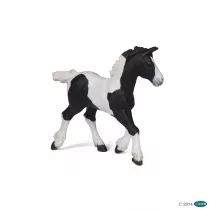 �rebi� Pinto
