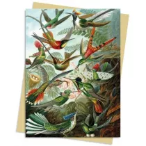 Flame Tree Karnet B6 Kolibry Ernst Haeckel
