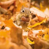 Museums & Galleries Karnet kwadrat z kopert� Chipmunk with an acorn