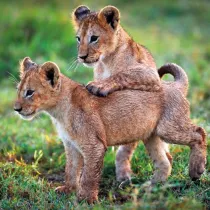 Museums & Galleries Karnet kwadrat z kopert� Lion Cubs